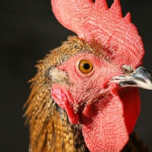 Stegt kylling – sådan spotter du om den er for gammel