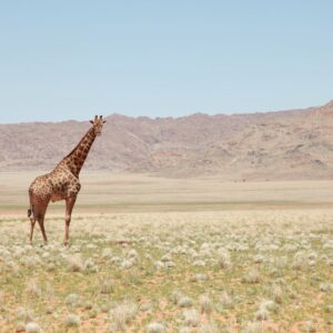 Kilimanjaro: Naturens mange ansigter
